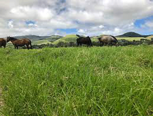 parker ranch